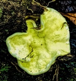 Austeria citrea image