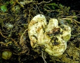 Austeria citrea image