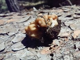 Gyromitra montana image