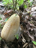 Coprinopsis variegata image