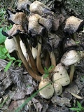 Coprinopsis variegata image