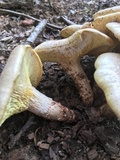 Neolentinus lepideus image