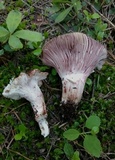 Hygrophorus purpurascens image