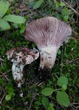 Hygrophorus purpurascens image