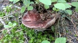 Hygrophorus purpurascens image