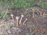 Battarrea phalloides image
