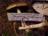Stropharia kauffmanii image
