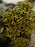 Candelaria pacifica image