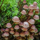 Mycena kuurkacea image