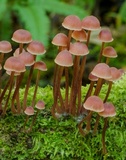 Mycena kuurkacea image