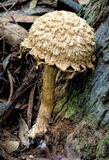 Boletellus dissiliens image