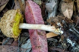 Boletellus dissiliens image