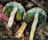 Boletellus dissiliens image
