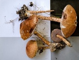 Austroboletus lacunosus image