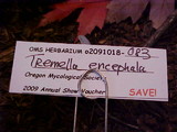 Tremella encephala image