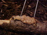 Tremella encephala image
