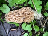 Morchella americana image