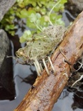 Cudoniella clavus image