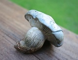 Hygrophorus caeruleus image