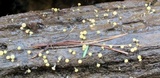 Vibrissea truncorum image