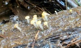 Vibrissea truncorum image