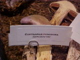 Cortinarius pyriodorus image