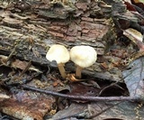 Kuehneromyces marginellus image
