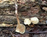 Kuehneromyces marginellus image