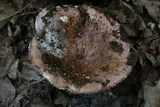 Russula vinacea image