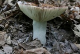 Russula vinacea image