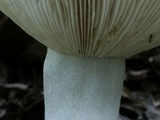 Russula vinacea image