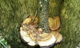 Hexagonia tenuis image