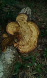 Hexagonia tenuis image