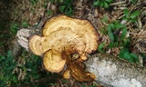 Hexagonia tenuis image