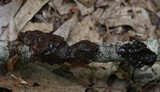 Exidia recisa image