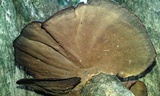 Hexagonia tenuis image