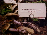 Cortinarius vanduzerensis image