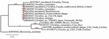 Clavulina castaneipes image