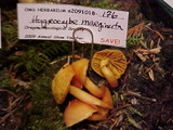 Humidicutis marginata image