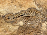 Verrucaria muralis image