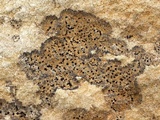 Verrucaria muralis image