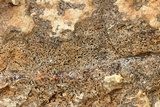 Verrucaria muralis image
