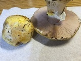 Agaricus moronii image