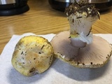 Agaricus moronii image