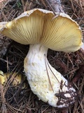 Floccularia albolanaripes image
