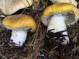 Floccularia albolanaripes image