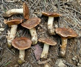 Cortinarius flavobasilis image