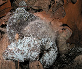 Phycomyces blakesleeanus image