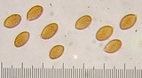 Cortinarius flavobasilis image
