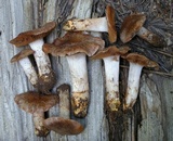Cortinarius flavobasilis image